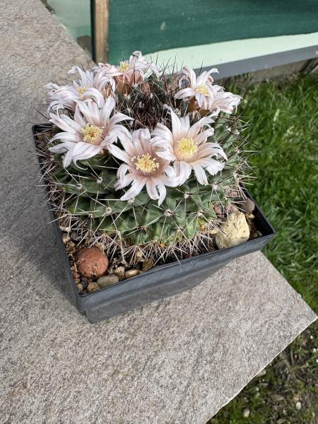 Mammillaria melanocentra